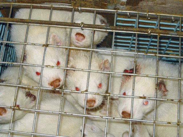 Minkar på en minkfarm utanför Helsingborg
