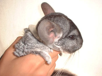 Svensk chinchilla med polygamkrage