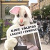 Kanin i Eskilstuna