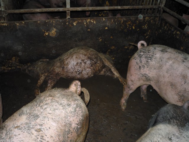 Ett av många exempel på vanvårdade grisfarmer i Sverige