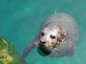 1173562_seal
