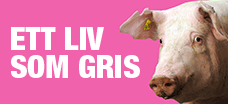 Ett liv som gris