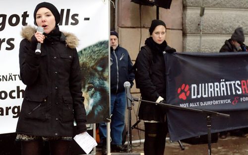 Hundratals i protest mot vargjakten