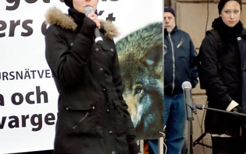 Hundratals i protest mot vargjakten