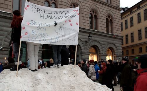 Hundratals i protest mot vargjakten