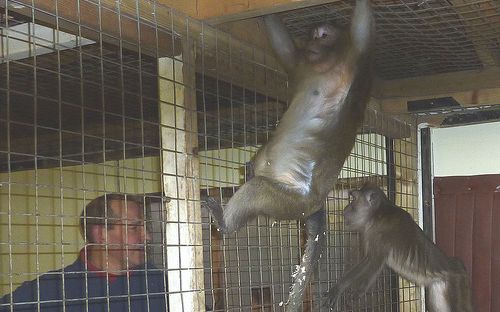 Foto: Animal Defenders International