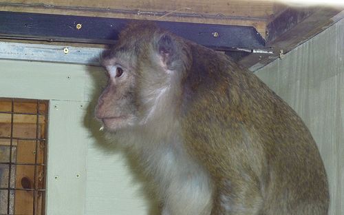 Foto: Animal Defenders International