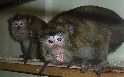 Foto: Animal Defenders International