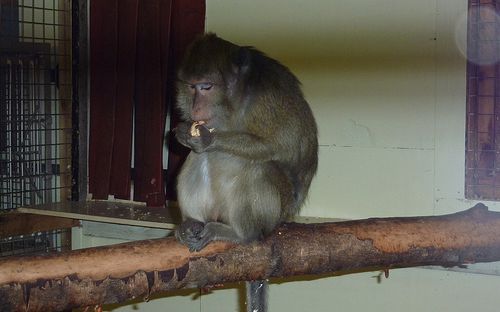 Foto: Animal Defenders International