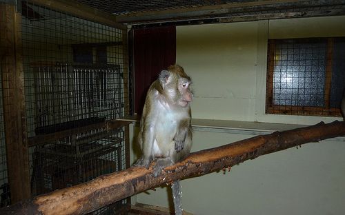 Foto: Animal Defenders International
