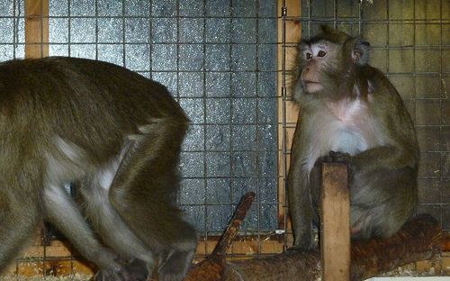 Foto: Animal Defenders International