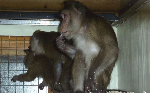 Foto: Animal Defenders International
