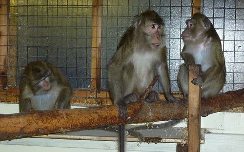 Foto: Animal Defenders International