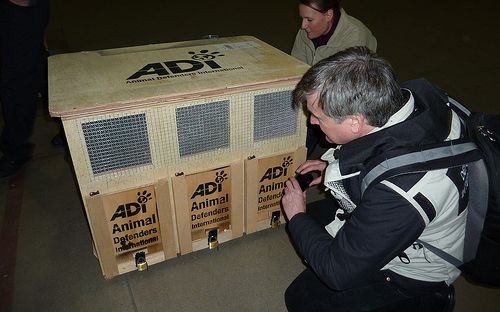 Foto: Animal Defenders International