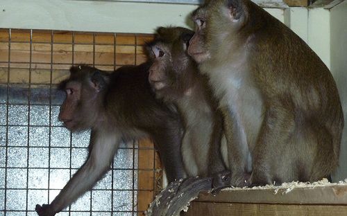 Foto: Animal Defenders International