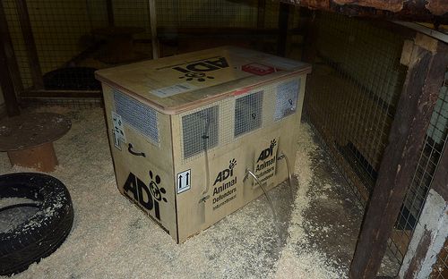 Foto: Animal Defenders International