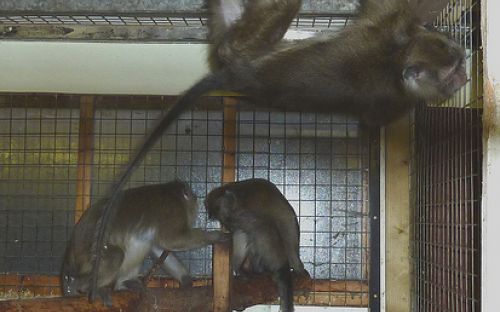 Foto: Animal Defenders International