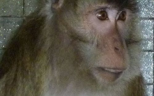 Foto: Animal Defenders International