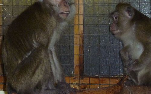 Foto: Animal Defenders International