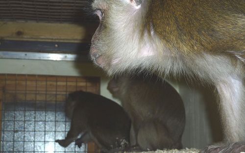Foto: Animal Defenders International