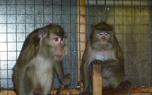 Foto: Animal Defenders International