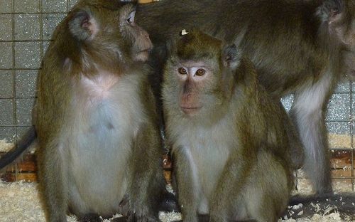 Foto: Animal Defenders International