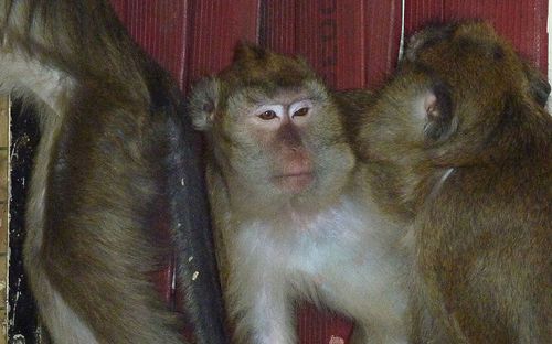 Foto: Animal Defenders International