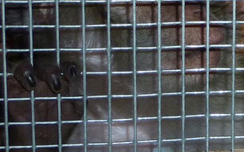 Foto: Animal Defenders International