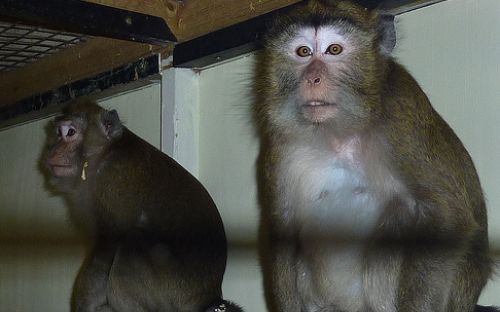 Foto: Animal Defenders International
