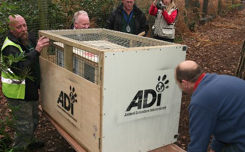 Foto: Animal Defenders International