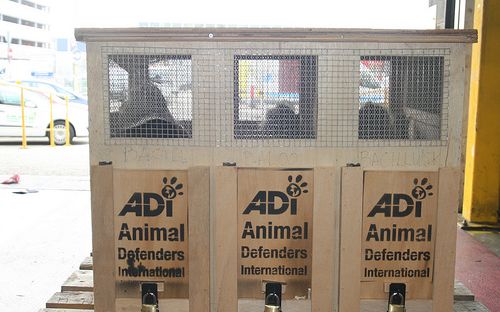 Foto: Animal Defenders International