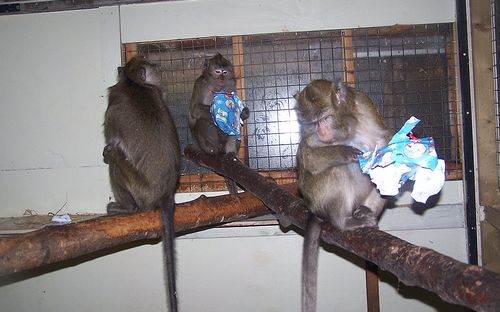 Nytagna bilder på de rehabiliterade aporna från SMI