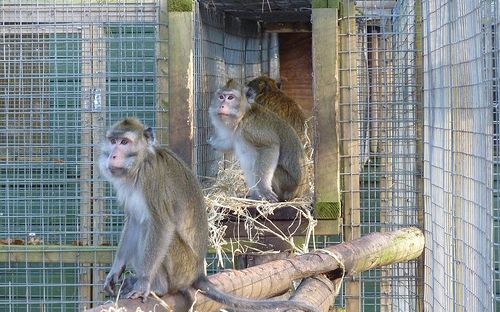 Nytagna bilder på de rehabiliterade aporna från SMI