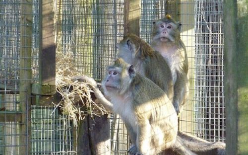 Nytagna bilder på de rehabiliterade aporna från SMI