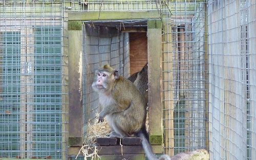 Nytagna bilder på de rehabiliterade aporna från SMI