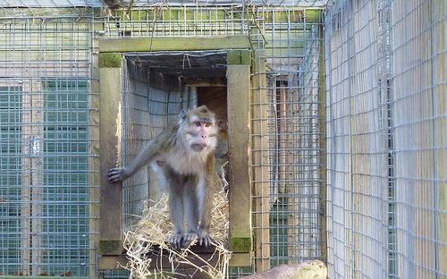 Nytagna bilder på de rehabiliterade aporna från SMI