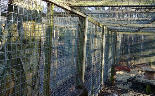 Nytagna bilder på de rehabiliterade aporna från SMI