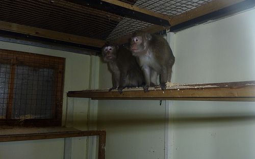 Nytagna bilder på de rehabiliterade aporna från SMI