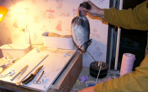 Ny kampanj: Rädda chinchillorna!
