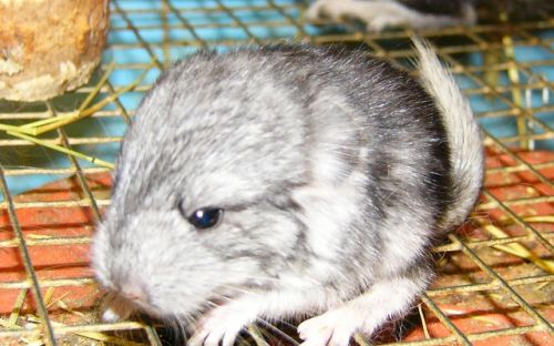 Ny kampanj: Rädda chinchillorna!