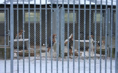 Kennel Råhöjden