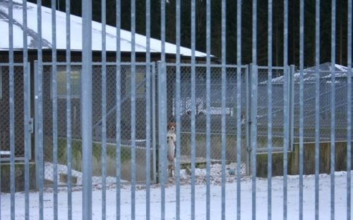 Kennel Råhöjden