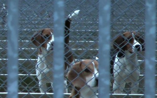 Kennel Råhöjden