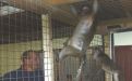 Foto: Animal Defenders International