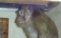 Foto: Animal Defenders International