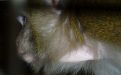 Foto: Animal Defenders International