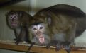 Foto: Animal Defenders International