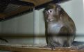 Foto: Animal Defenders International