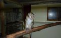 Foto: Animal Defenders International