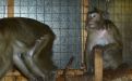 Foto: Animal Defenders International
